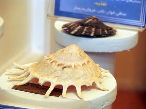 عکس موزه تاریخ طبیعی قم