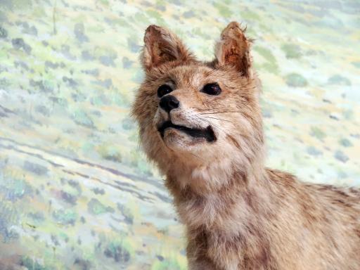 عکس موزه تاریخ طبیعی قم