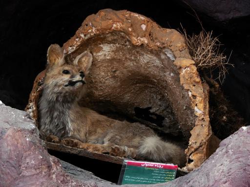 عکس موزه تاریخ طبیعی قم