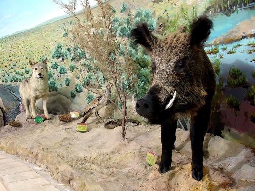 عکس موزه تاریخ طبیعی قم