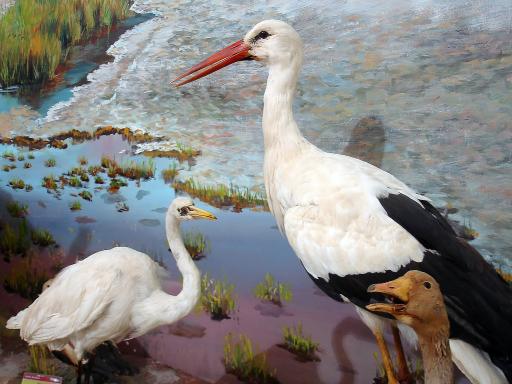 عکس موزه تاریخ طبیعی قم