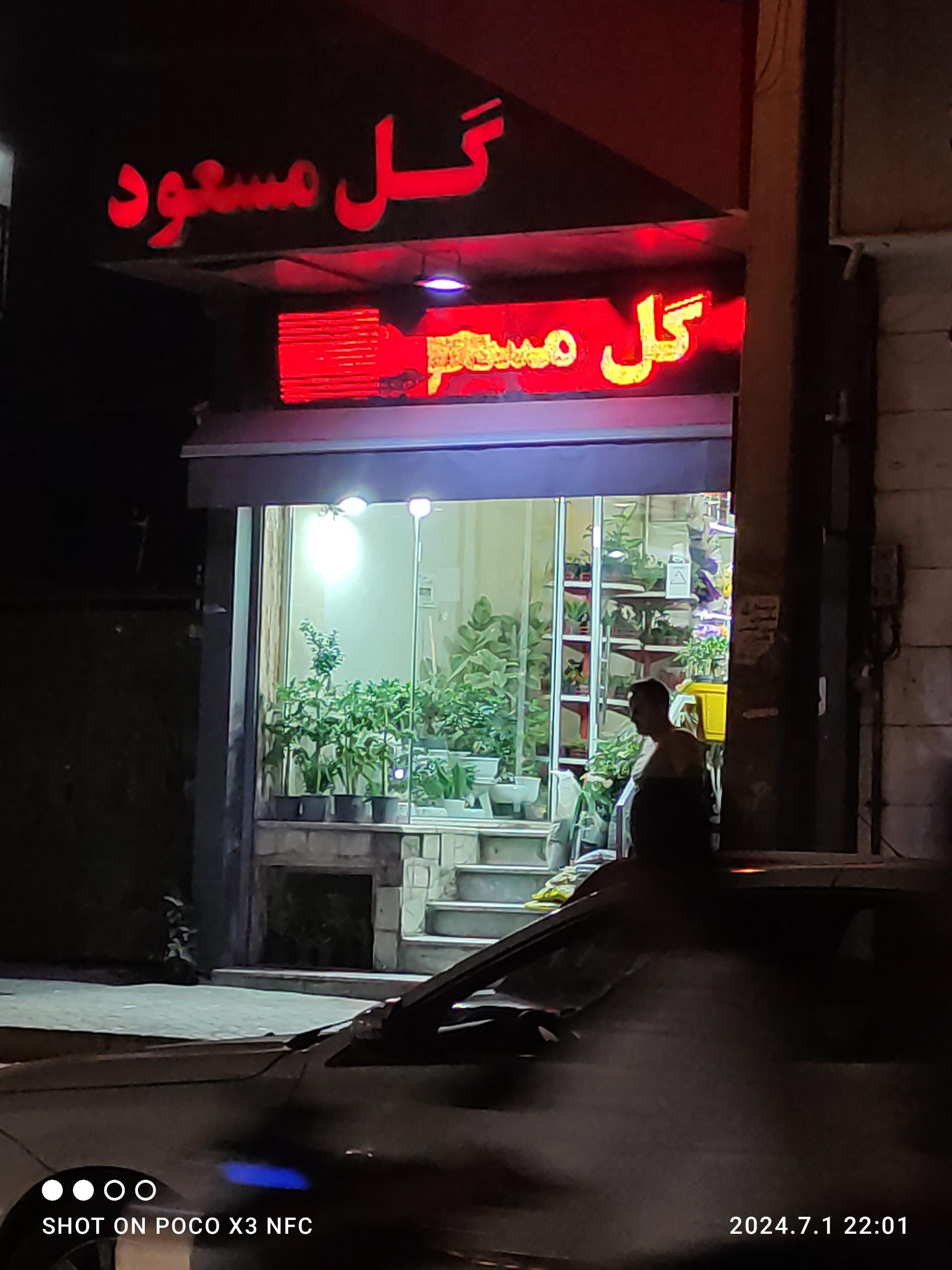 عکس گل مسعود