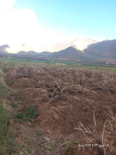 عکس گاوگدار