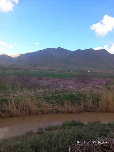 عکس گاوگدار