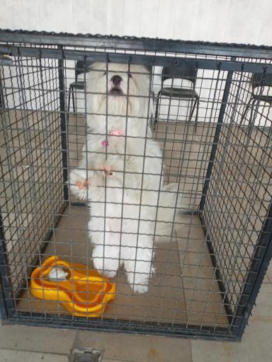 عکس کلینیک دامپزشکی سگهای بلاصاحب کرج - البرز