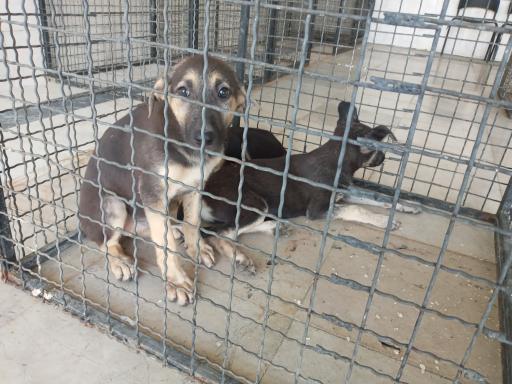 عکس کلینیک دامپزشکی سگهای بلاصاحب کرج - البرز