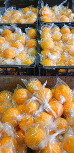 حراجستون میوه سالک