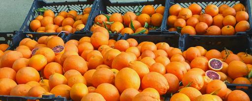 عکس حراجستون میوه سالک