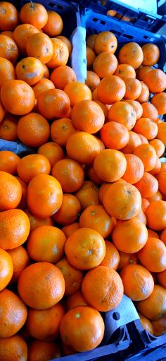 عکس حراجستون میوه سالک