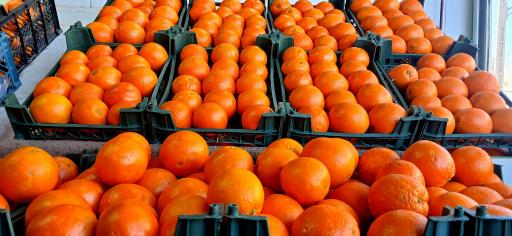 حراجستون میوه سالک