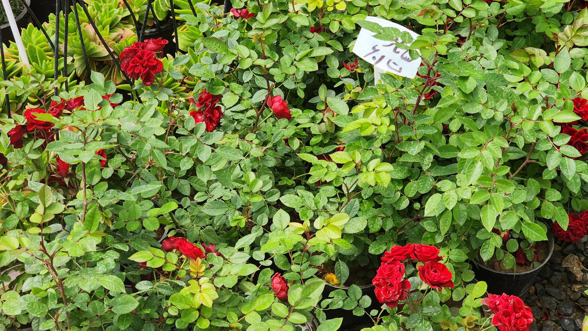 عکس گل و گیاه سلینا