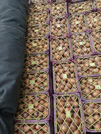 عکس میدان میوه و تره بار کرج