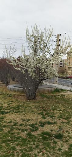 عکس بوستان الهام