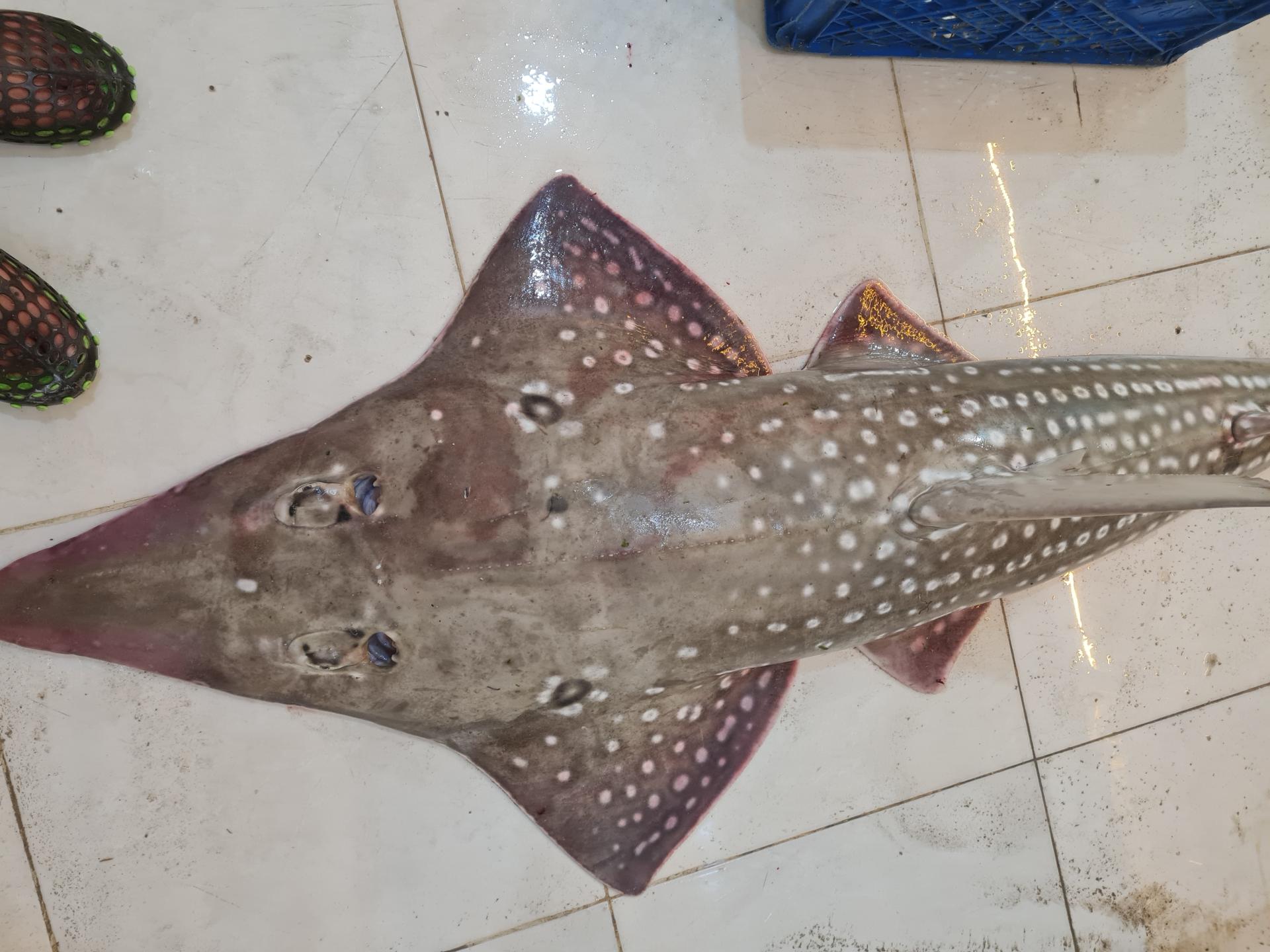 عکس (ماهی فروشی احمد شجاعی۲)غرفه ۶