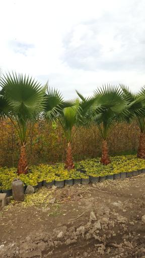 عکس مزرعه یالمن