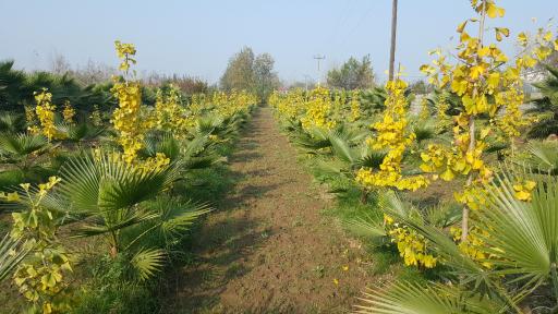 عکس مزرعه یالمن