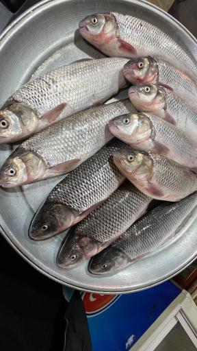 عکس رستوران شاه‌کولی