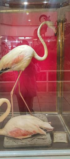 عکس موزه علم و طبیعت اهواز