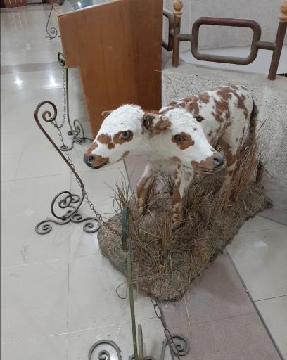 عکس موزه علم و طبیعت اهواز