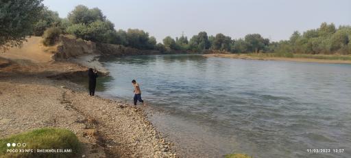 عکس بیشه 