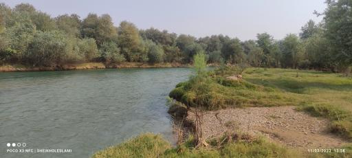 عکس بیشه 
