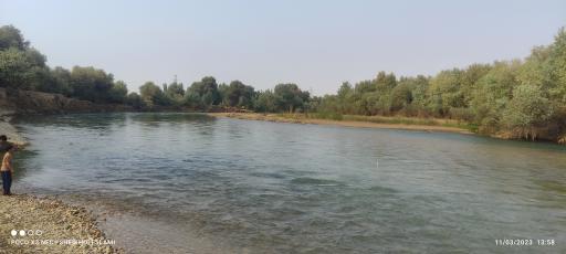 عکس بیشه 