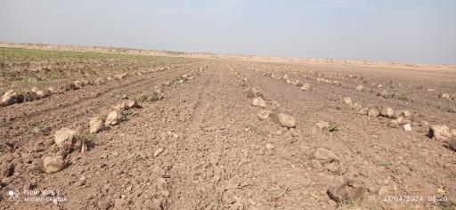 عکس بیشه 