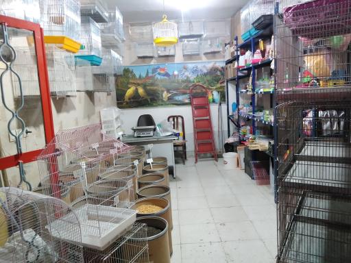 عکس خوراک پرندگان رضایی