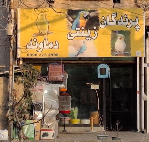 عکس پرندگان زینتی دماوند