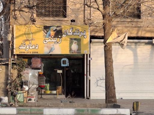 پرندگان زینتی دماوند