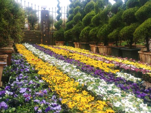 عکس مجتمع پارس‌گیاه‌شمال