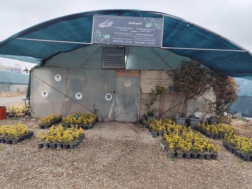 عکس گلسرای آقای گل