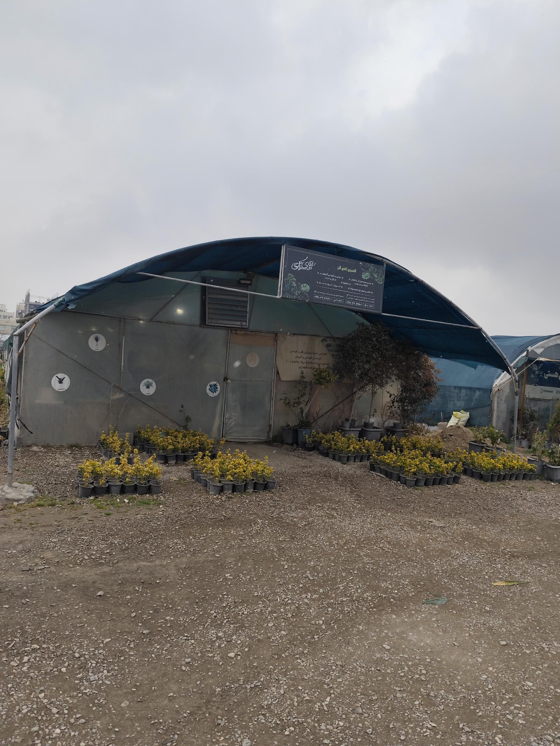 عکس گلسرای آقای گل