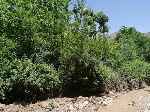 عکس پا قلعه