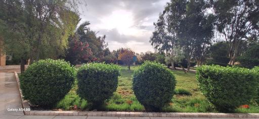 عکس شرکت کشت و صنعت نیشکر امیرکبیر