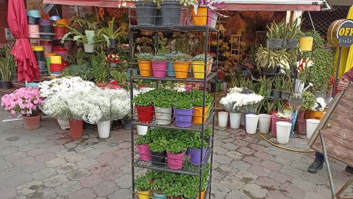 عکس گل فروشی سینا گل