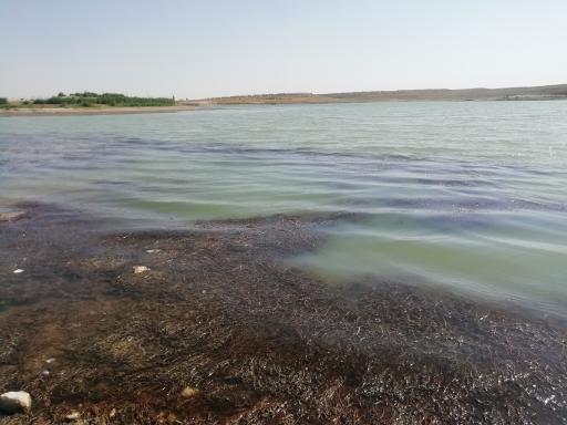 عکس شیرین سو