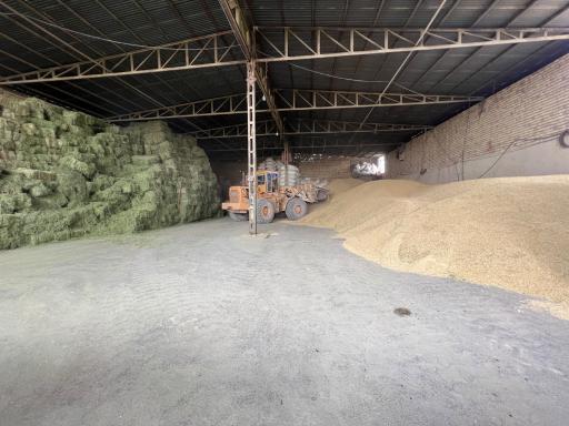 عکس علوفه دام امیدانی