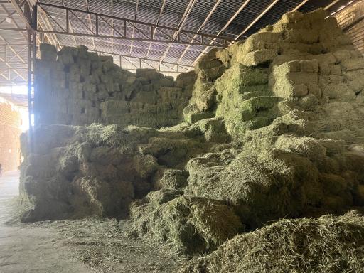 عکس علوفه دام امیدانی