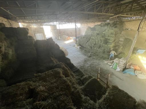 عکس علوفه دام امیدانی