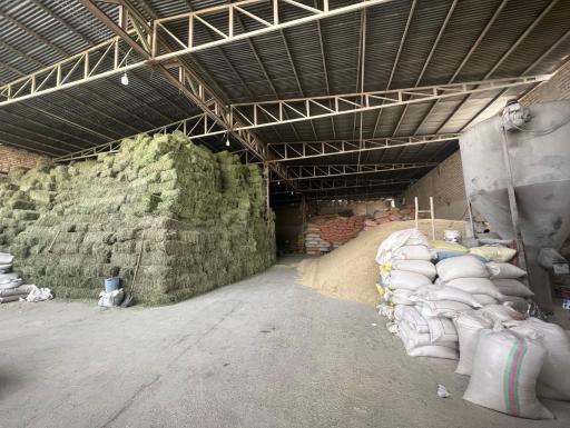 عکس علوفه دام امیدانی