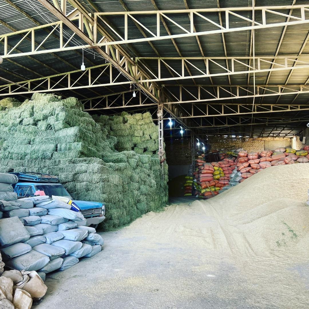 عکس علوفه دام امیدانی