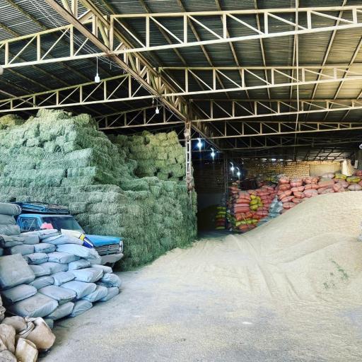 عکس علوفه دام امیدانی