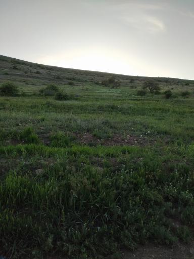 عکس شیرین سو