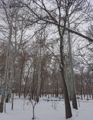 عکس پارک جنگلی