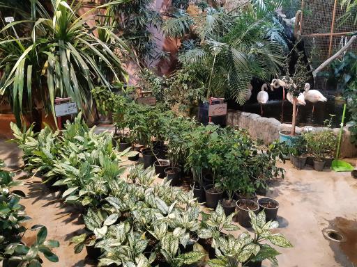 عکس گل و گیاه پامچال