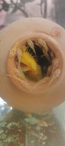 عکس اکواریوم و ماهی باران 