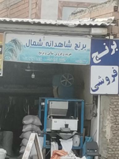 عکس برنج شاهدانه شمال