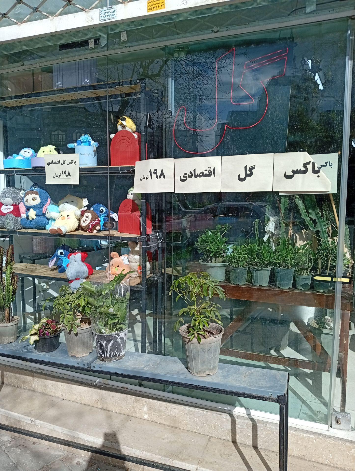 عکس گل لاویس