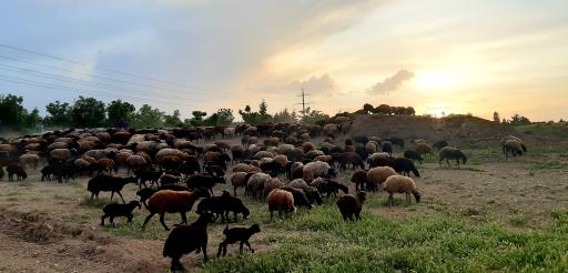 عکس دانسفهان